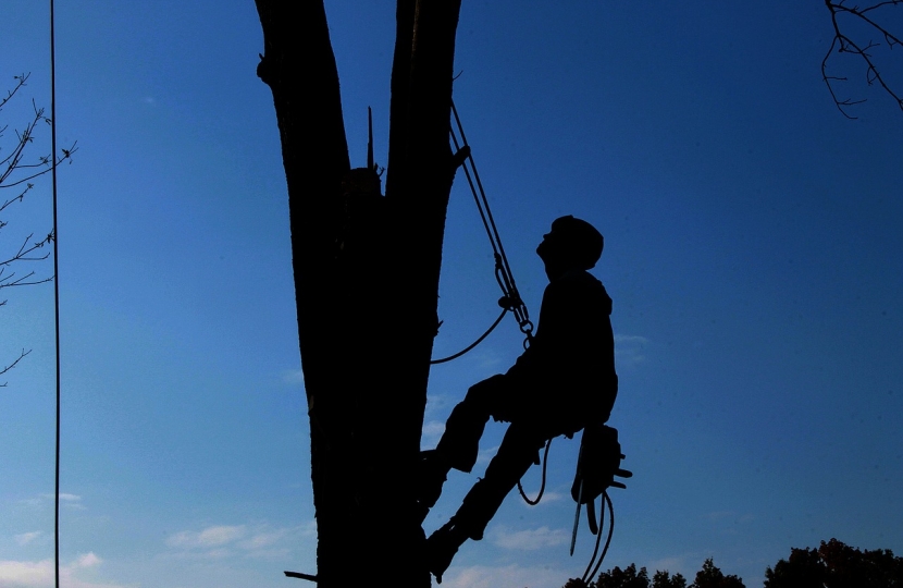 Tree Surgeon Fined for Carrying Out Unauthorised Work